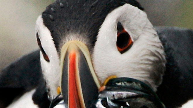 Puffins in Peril 1.jpg